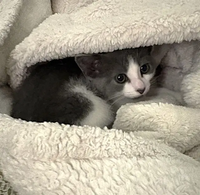 Basil image 1