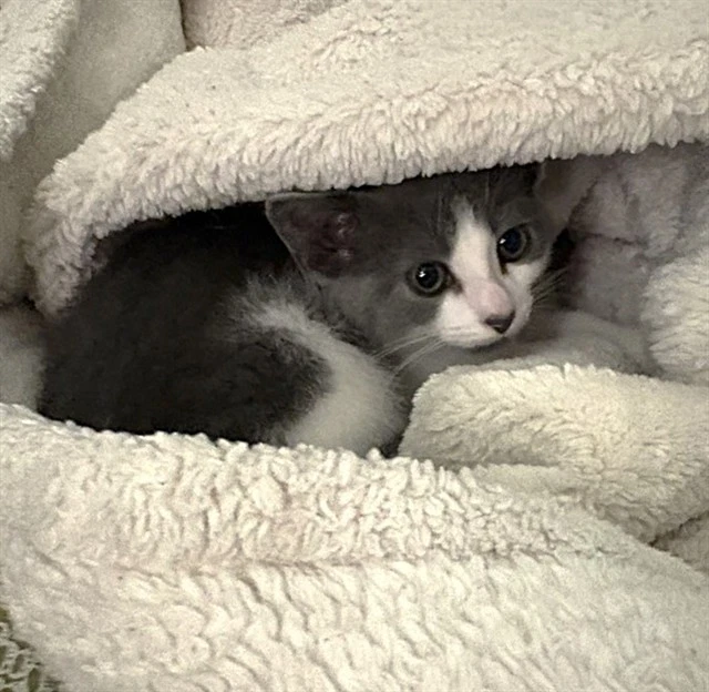 Basil