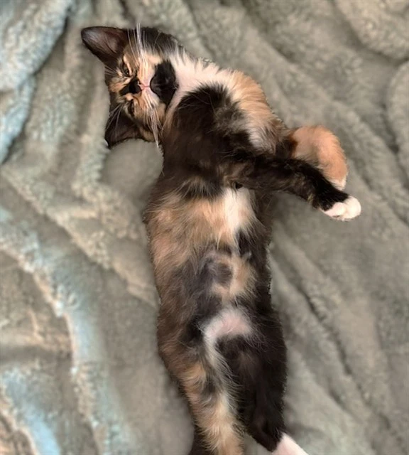 Margarita