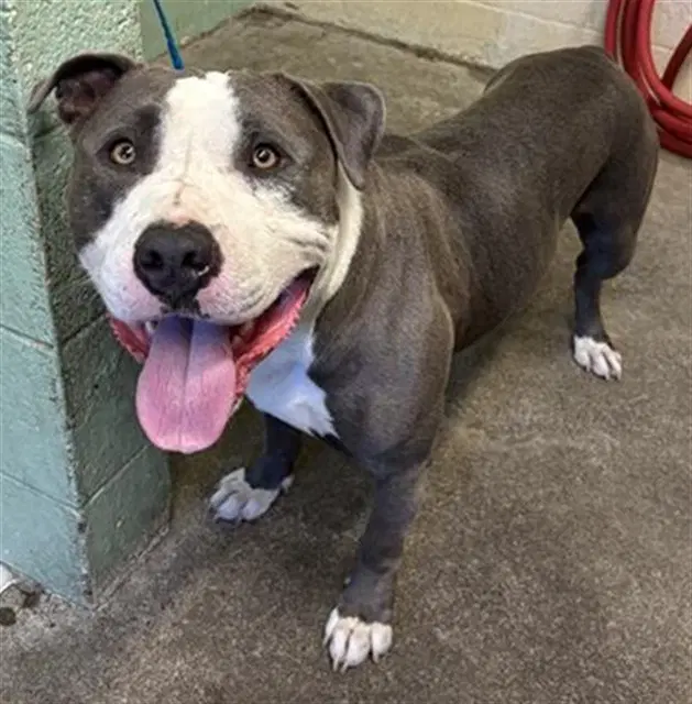 Bruce - Pit Bull Terrier