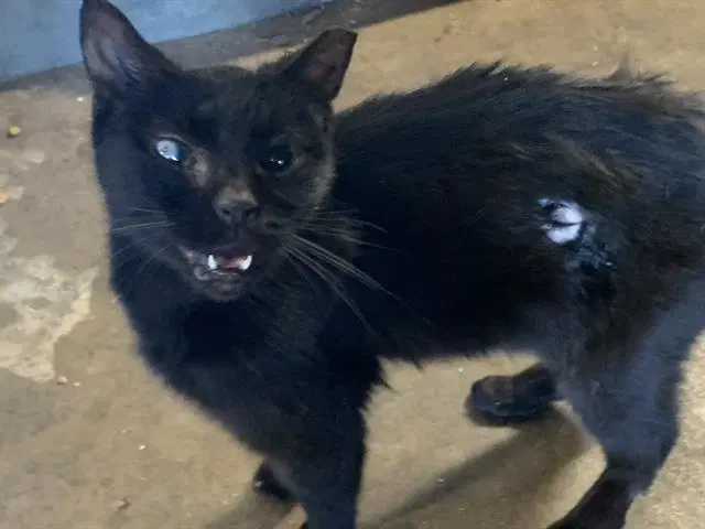 Fang image 1
