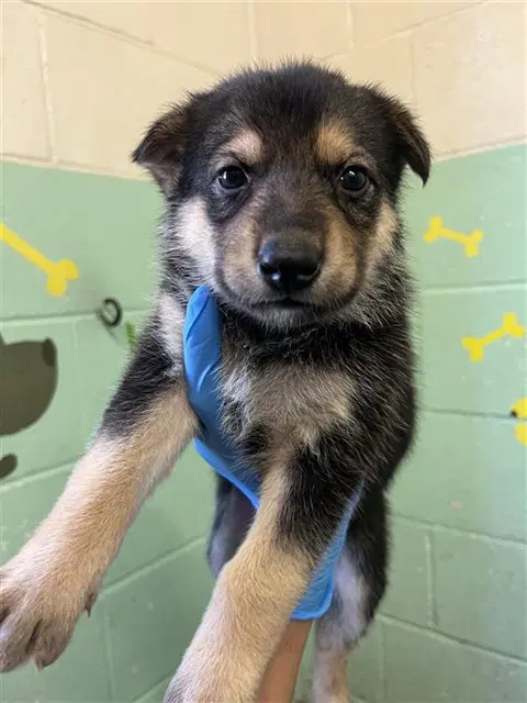 Kali - German Shepherd Dog