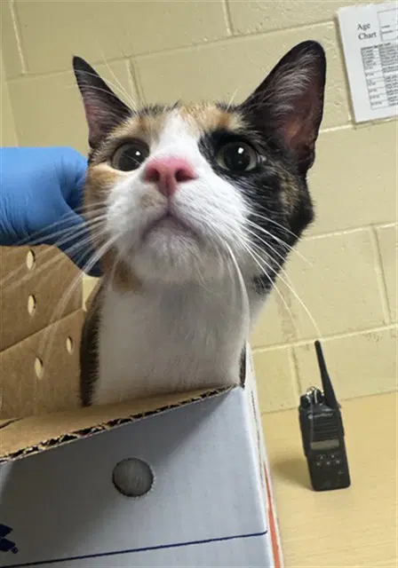Meowy image 1