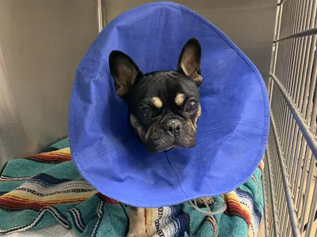 Nyla - French Bulldog
