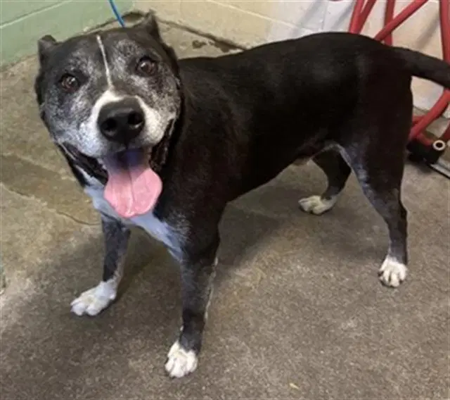 Max - Pit Bull Terrier