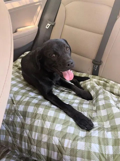 Rocket - Labrador Retriever