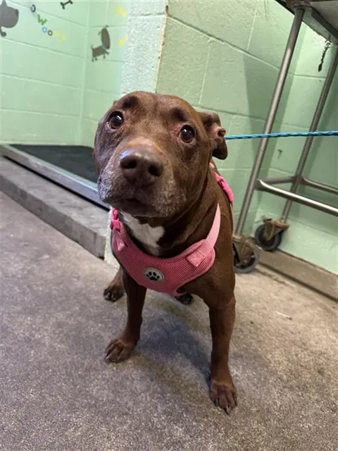 Reese - Pit Bull Terrier