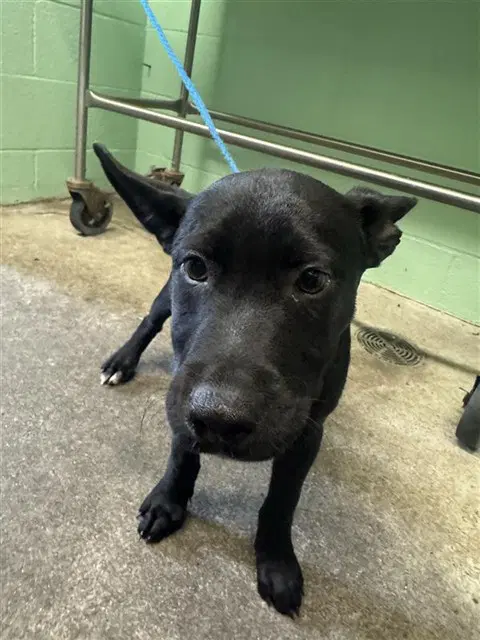 Bam Bam - Pit Bull Terrier