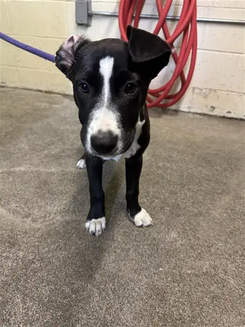 Pebbles - Pit Bull Terrier