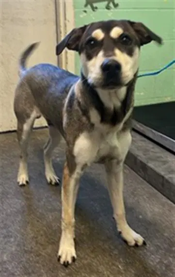 Archie - Siberian Husky