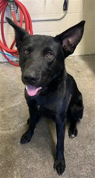 Wilma - Labrador Retriever