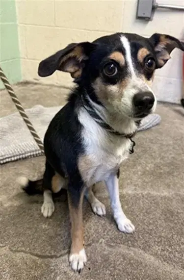 Marley - Chihuahua