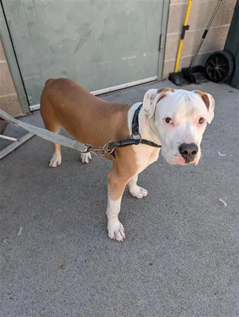 Noodle - Pit Bull Terrier