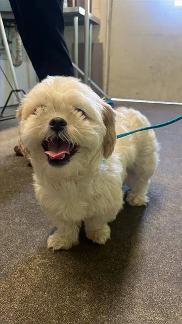 Winnie - Shih Tzu