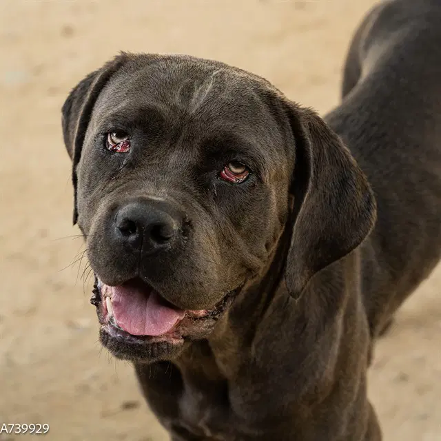 Rosie - Cane Corso Mastiff