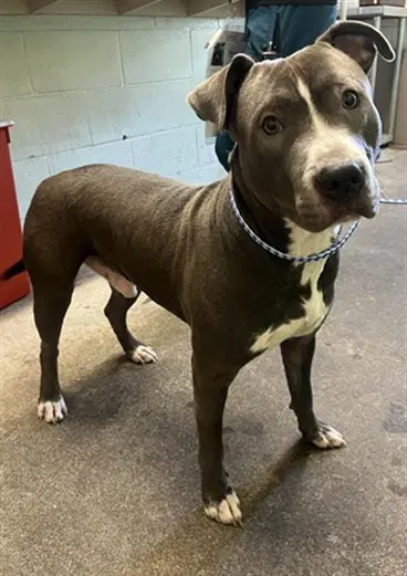 Vlad - Pit Bull Terrier