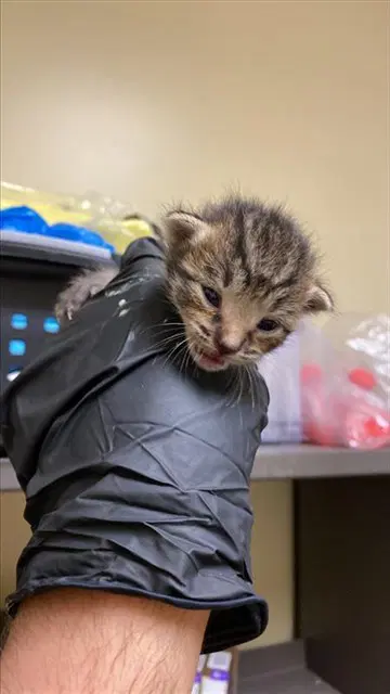 Unknown - Domestic Short Hair