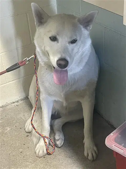 Neveah - Husky