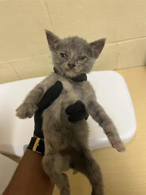 Unknown - Domestic Short Hair