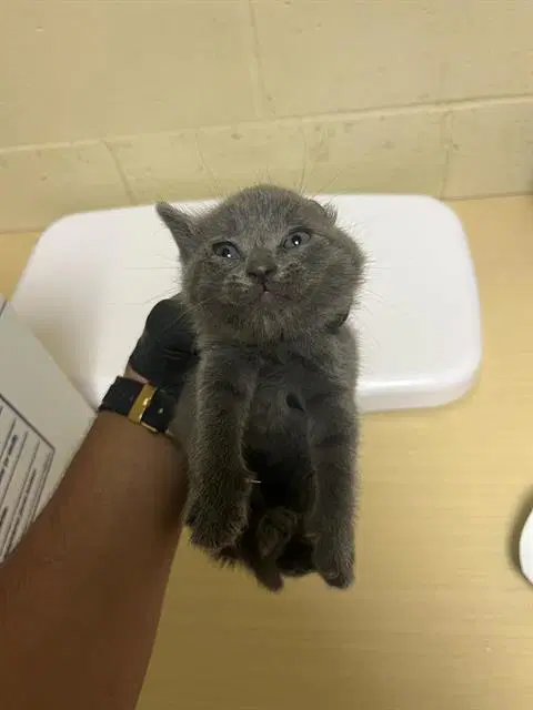 Unknown - Domestic Short Hair