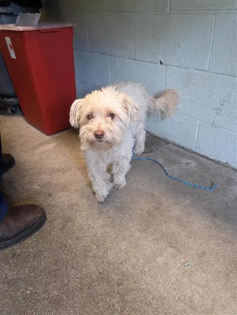 Kesha - Poodle (Miniature)