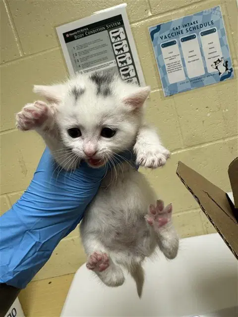 Esther - Domestic Short Hair