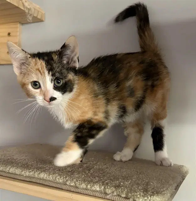 Poppy - Domestic Short Hair