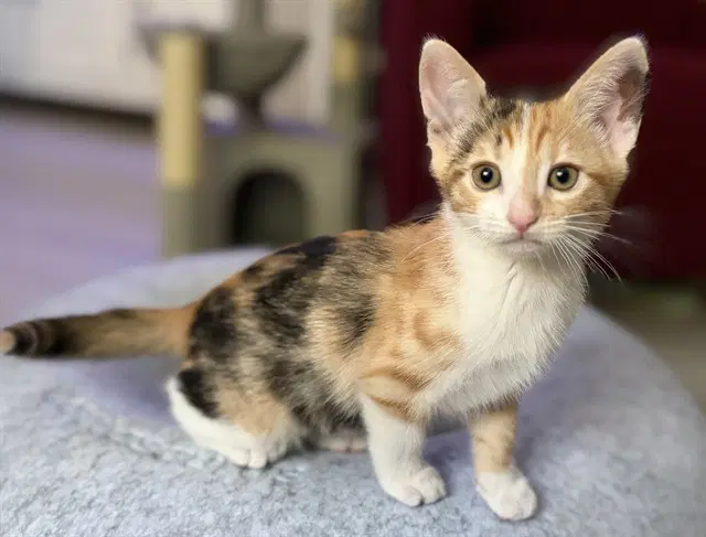 Violet - Domestic Short Hair