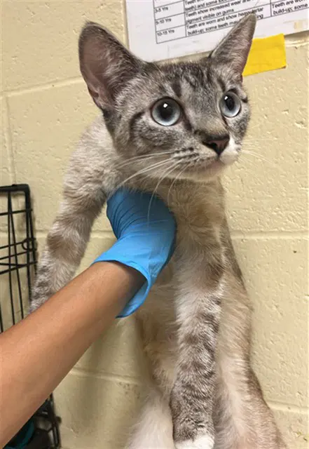 Armadillo - Domestic Short Hair