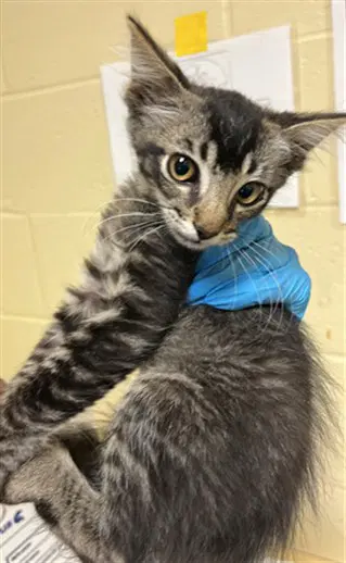 Saskatoon - Domestic Short Hair