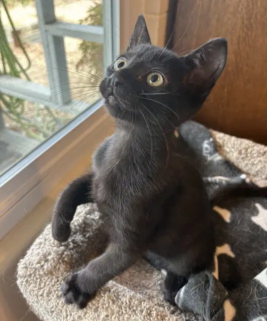 Klaus - Domestic Short Hair