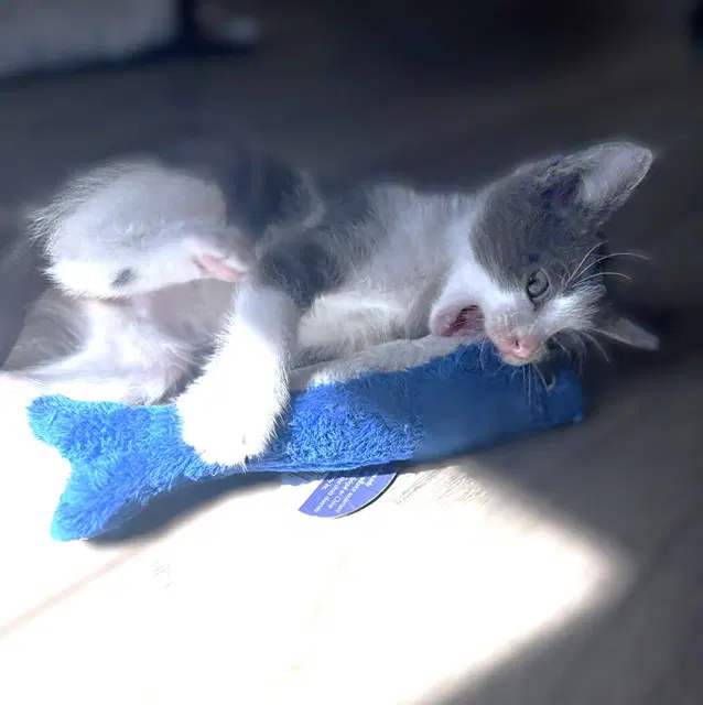 Allison - Domestic Short Hair