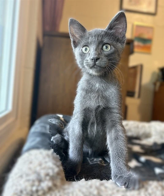 Diego