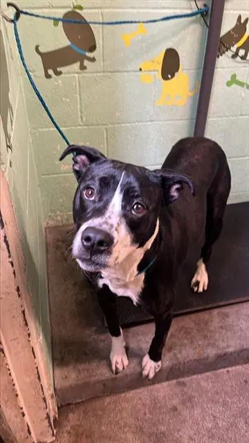 Ramen - Pit Bull Terrier