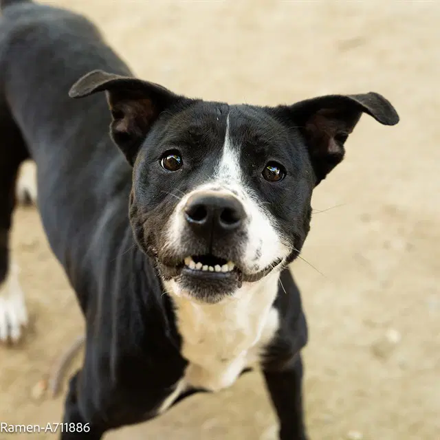 Ramen - Pit Bull Terrier