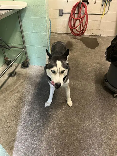 Abel - Siberian Husky