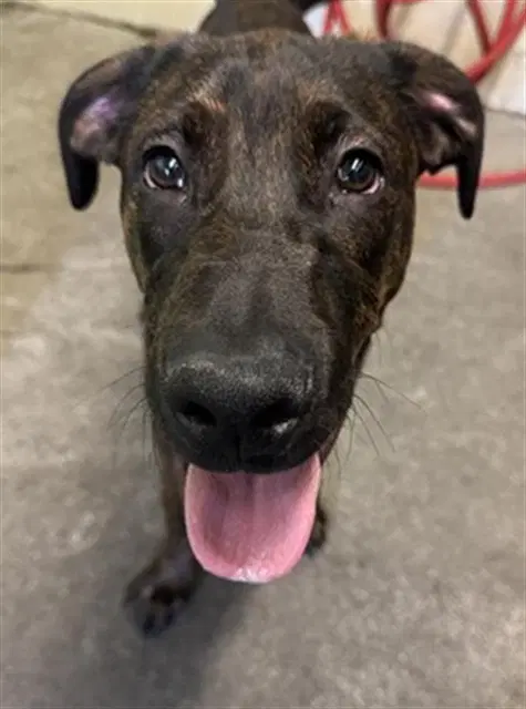 Hot Rod - Plott Hound