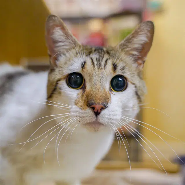 Milo - Domestic Short Hair