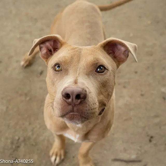 Shadow - Pit Bull Terrier