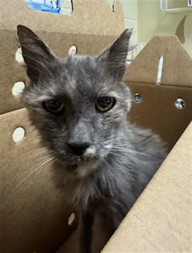 Unknown - Domestic Short Hair