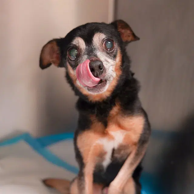 Kermit - Chihuahua