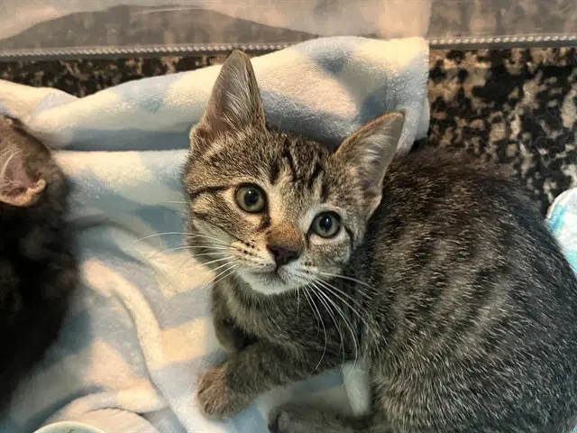 Mj - Domestic Short Hair