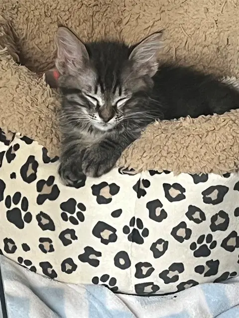 Rocket - Domestic Short Hair