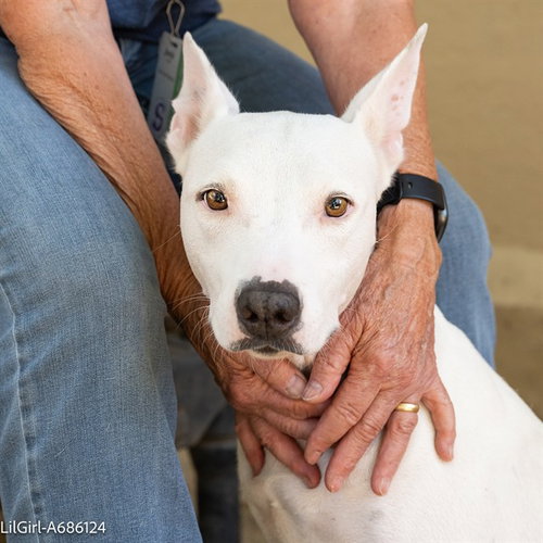 LIL GIRL, a dog for adoption from City of Sacramento Animal Care Services