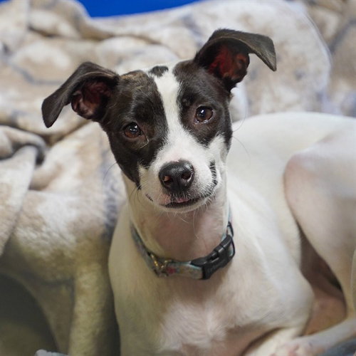 picture of the dog needing adoption