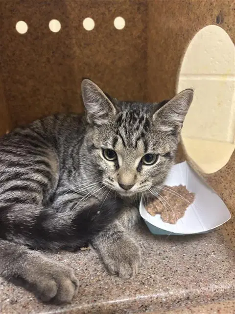 Prince - Domestic Short Hair