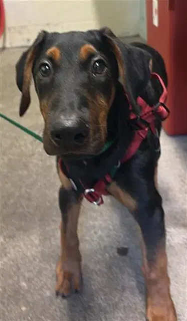 Mikey Myers - Doberman Pinscher