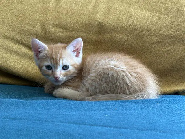 Guava - Domestic Short Hair