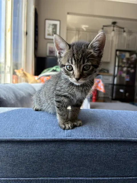 Coconut Aka Coco - Domestic Short Hair
