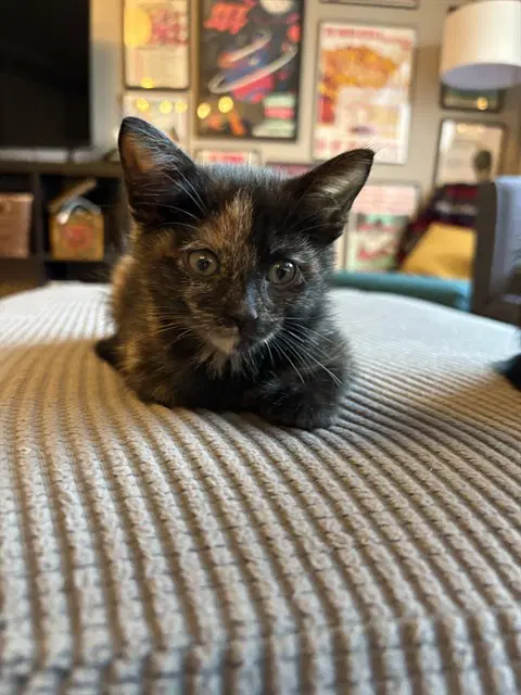 Hash Brown - Domestic Short Hair